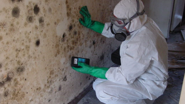 Mold Remediation